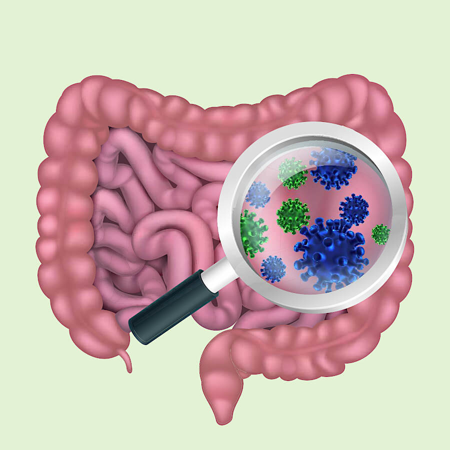 Intestine with bacteria